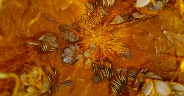 pumpkinseeds-from-pumpkin-to-seeds