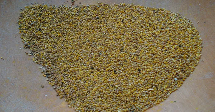 quinoa-seeds-benefits