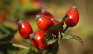 rosehip-seed-oil-health-benefits