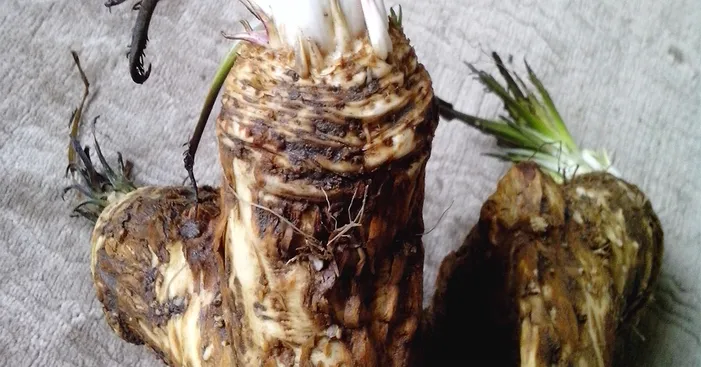 storing-horseradish-root