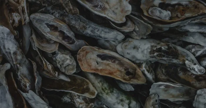 storing-oysters