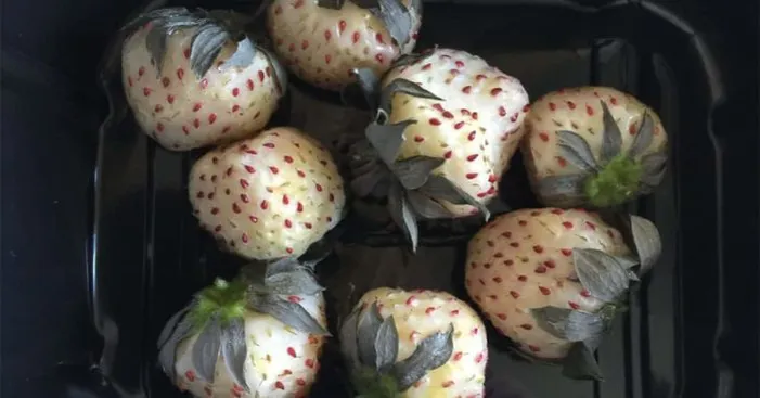 storing-pineberries
