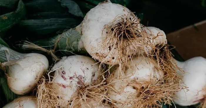storing-spring-garlic