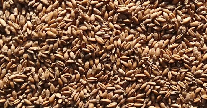 storing-triticale