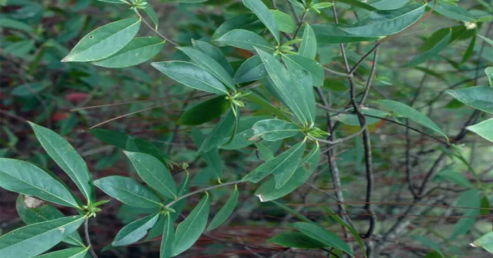 sweet-leaf-shrub-overview