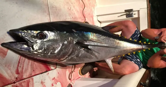 tuna-types-bigeye