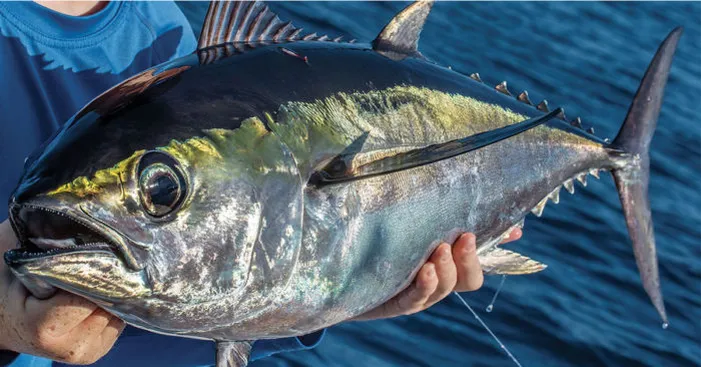 tuna-types-blackfin