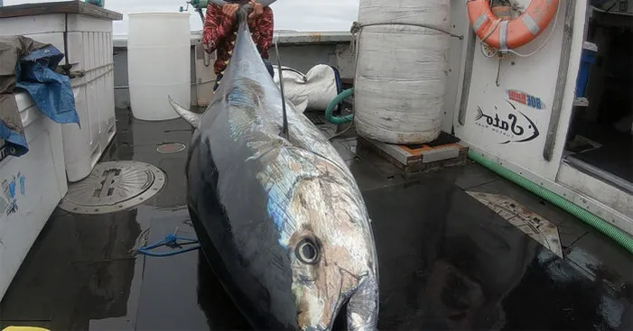 tuna-types-bluefin