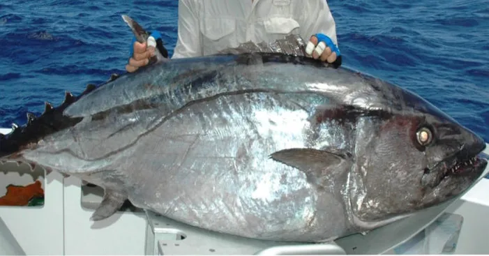 tuna-types-dogtooth