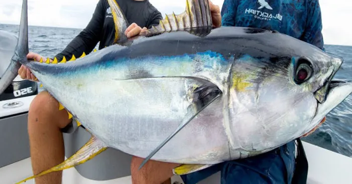 tuna-types-yellowtail
