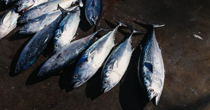 tuna-types