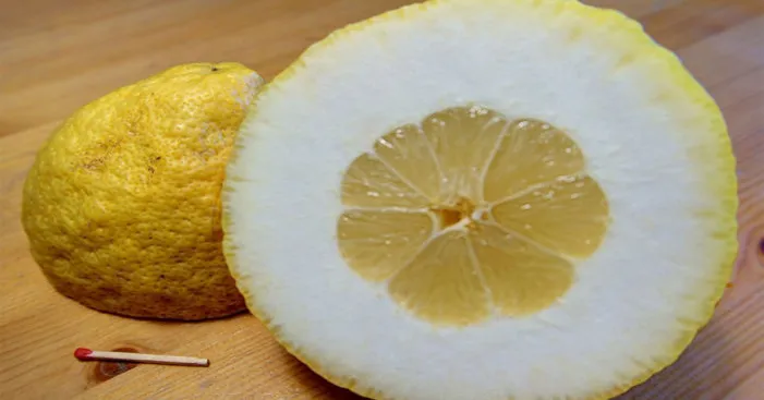 type-of-lemon-citron