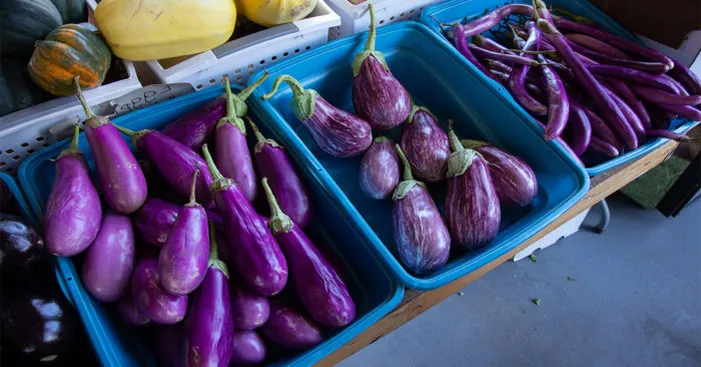 types-of-eggplants