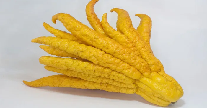 types-of-lemon-Budha-hands