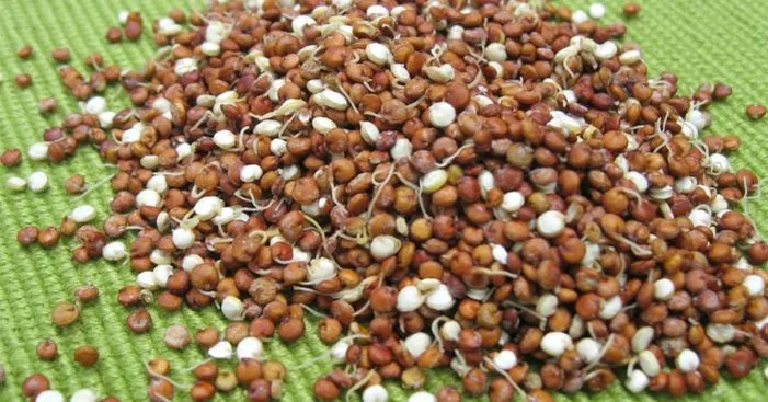 types-of-quinoa-seeds