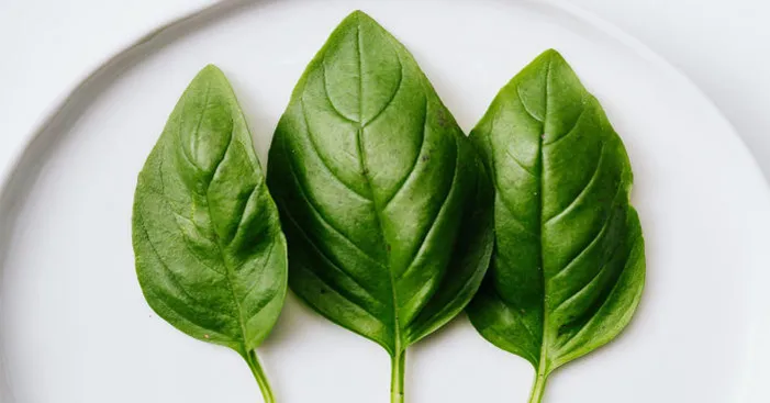 uses-of-basil-leaf