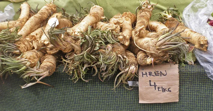 using-horseradish-root