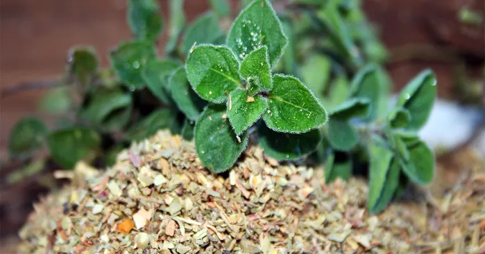 what-is-marjoram-spice