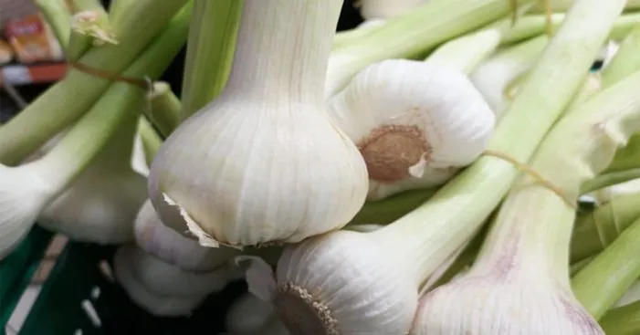 what-is-spring-garlic