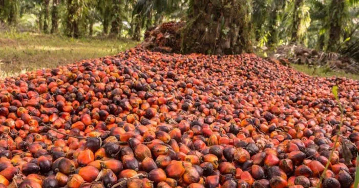 why-manufacturers-prefer-palm-oil